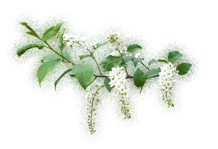 Ветка черемухи на белом фоне