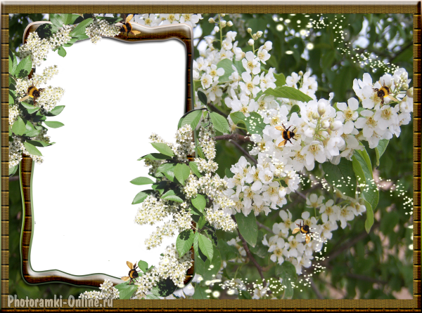 Рамочки яблони в цвету