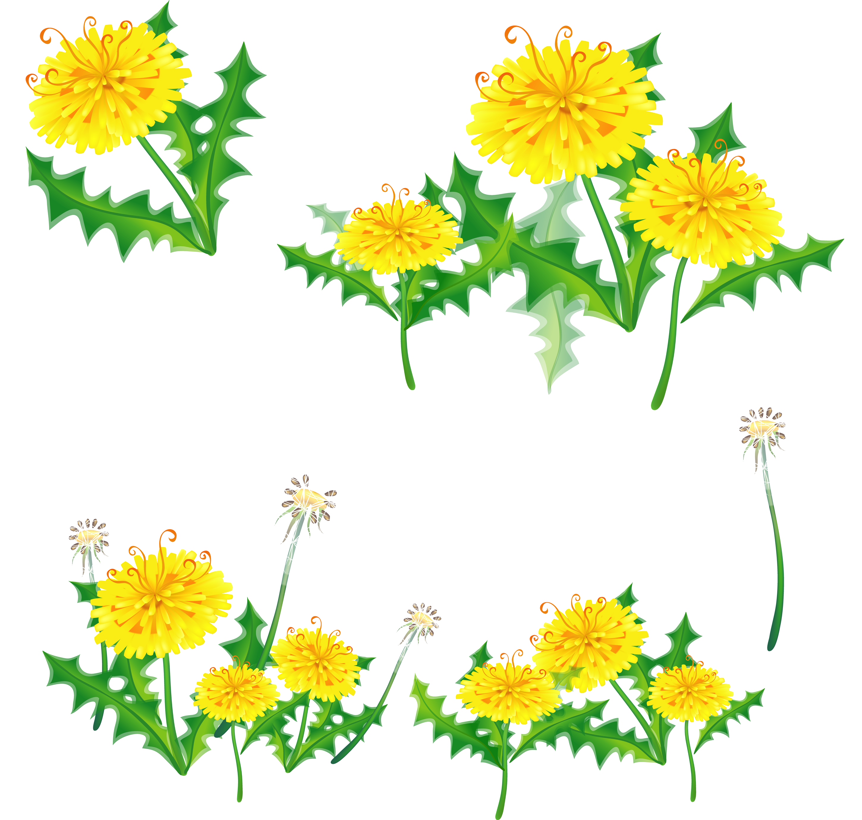 Одуванчик для детей на прозрачном фоне. Летние цветы на прозрачном фоне. Одуванчик рисунок. Желтые цветы на прозрачном фоне. Одуванчик для детей.
