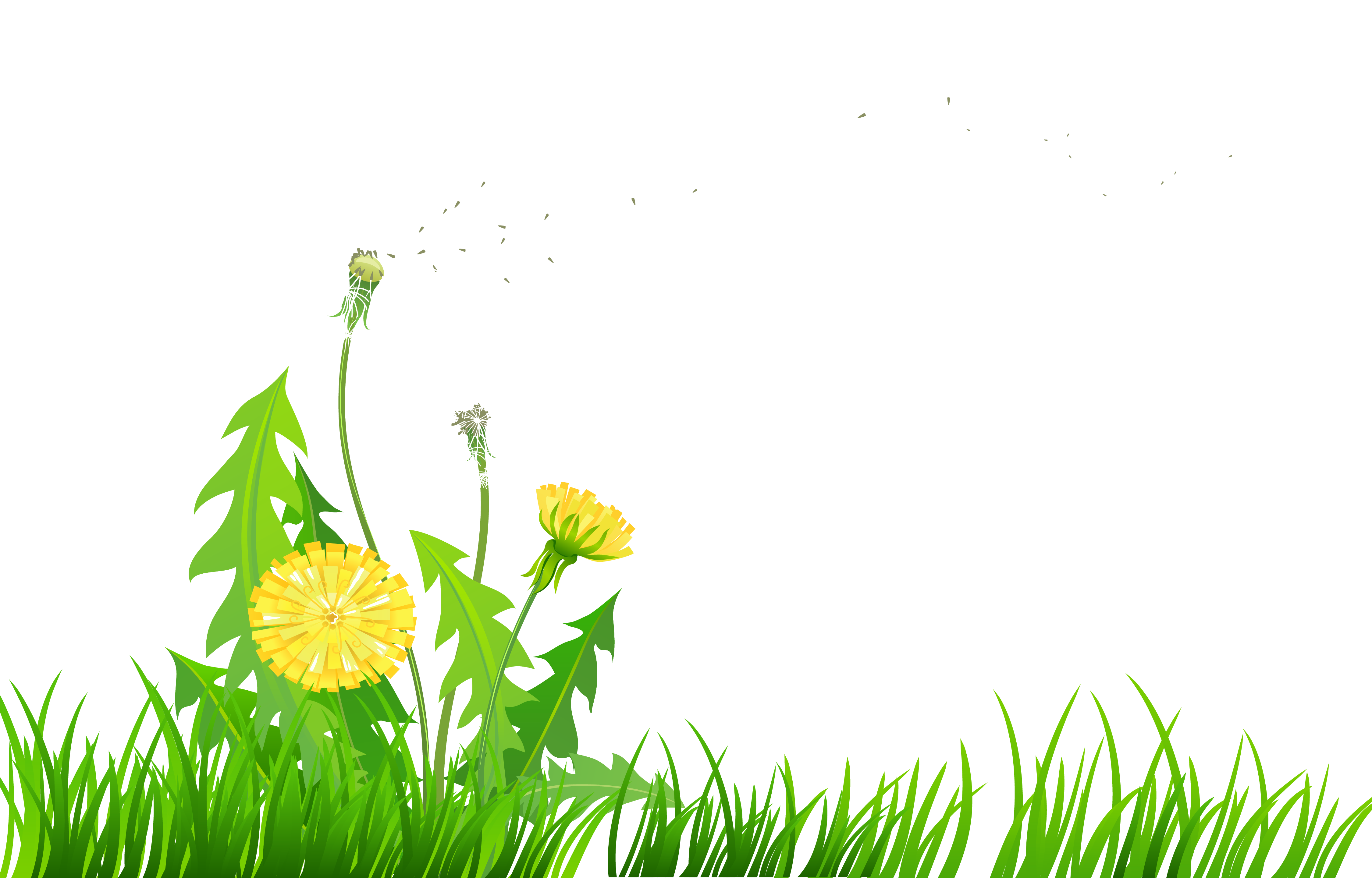 Одуванчик для детей на прозрачном фоне. Трава с цветочками. Лужайка рисунок. Трава рисунок. Полянка с цветами вектор.