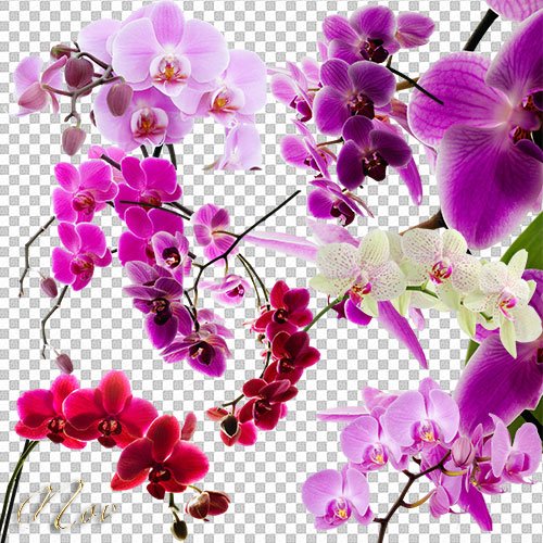 Рамка из орхидей на прозрачном фоне (36 фото)