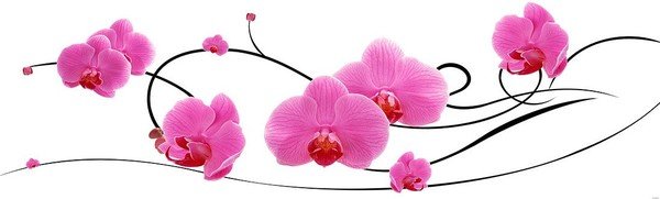 Логотип Орхидея на прозрачном фоне