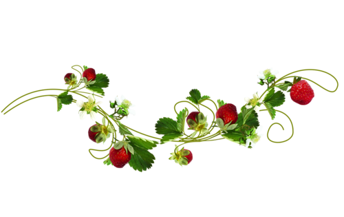 Клубника разделитель