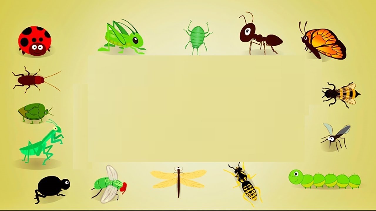 Занятие мир насекомых. Насекомые для дошкольников. Фон насекомые для детей. Тема насекомые в детском саду. Рамка насекомые.