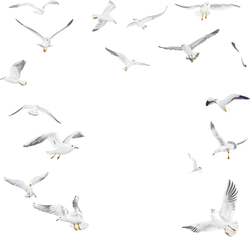 Фон птички на прозрачном фоне