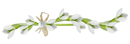 Весна полоска