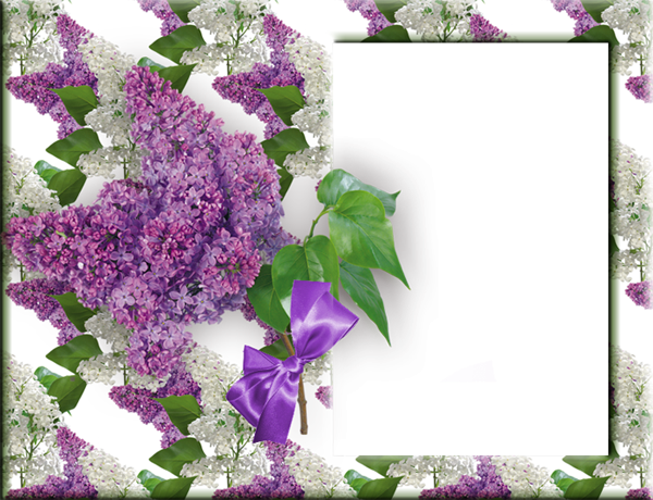 Рамка сирень на прозрачном фоне