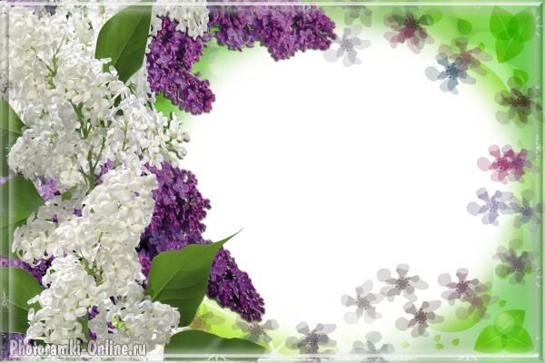 Рамка для текста сирень