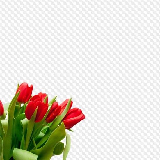 Красные тюльпаны рамка