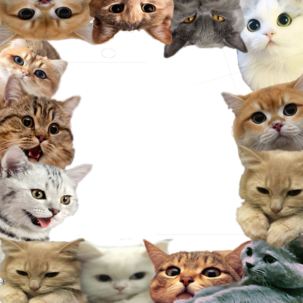 Рамки для фотографий с котиками