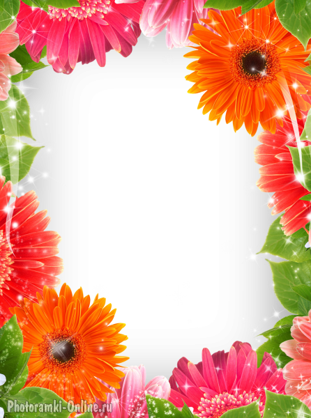 Рамка с цветами герберы