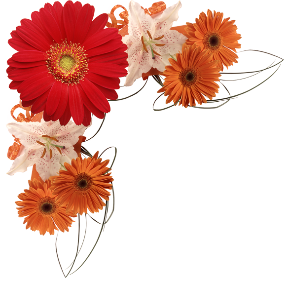 Герберы - уголки