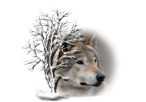 Рамки с волками на прозрачном фоне (42 фото)