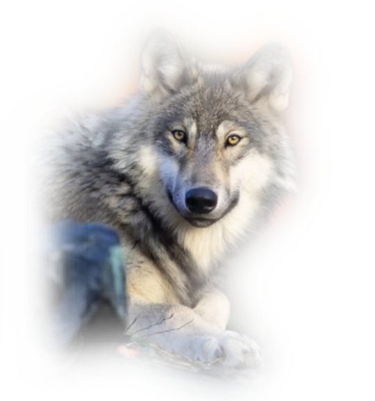 Одинокий волк прозрачный фон