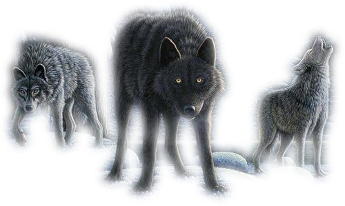 Стая Волков на белом фоне