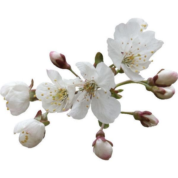 Яблони в цвету