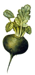 Редька для детей