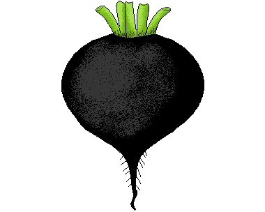 Редька нарисовать