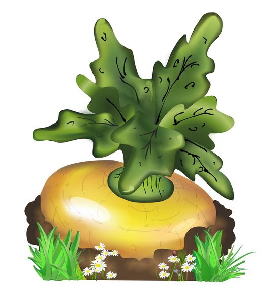 Репка в земле