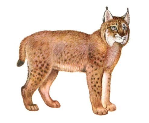 Рысь на белом фоне