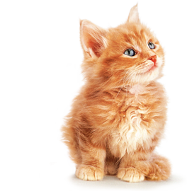 Котята Картинки Png