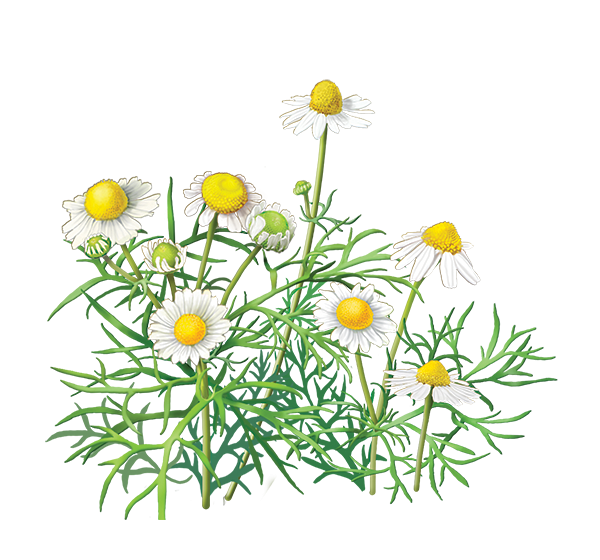 Ромашка аптечная