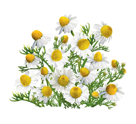 Ромашка аптечная