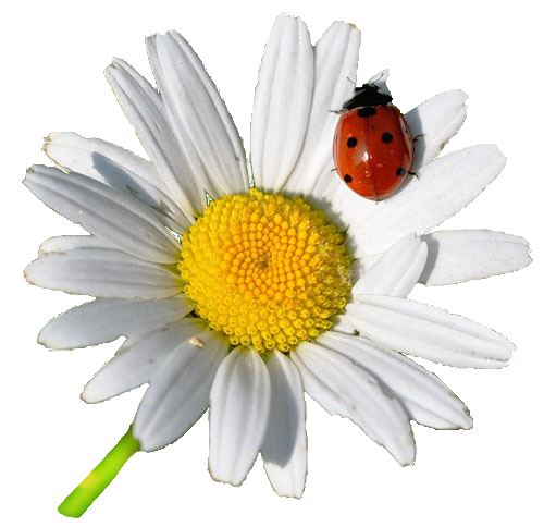 Божья коровка на ромашке белый фон