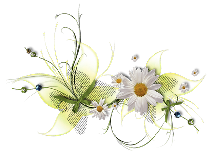 Рамка ромашки на прозрачном фоне