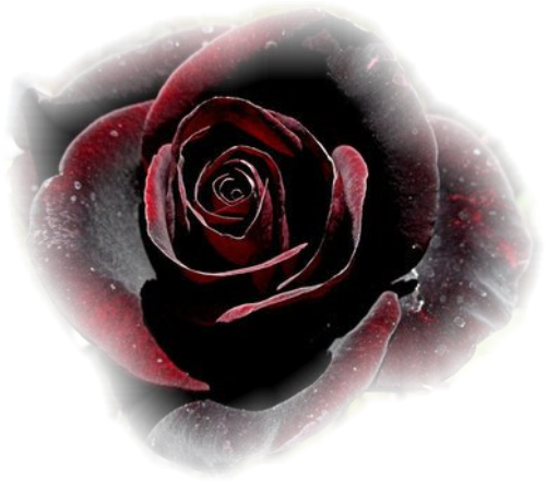 Темнокраяная роза на белом фоне