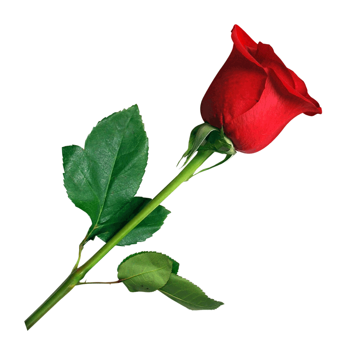 Розы без цензуры. Розы на прозрачном фоне. Бутон розы на прозрачном фоне. Красные розы на белом фоне.
