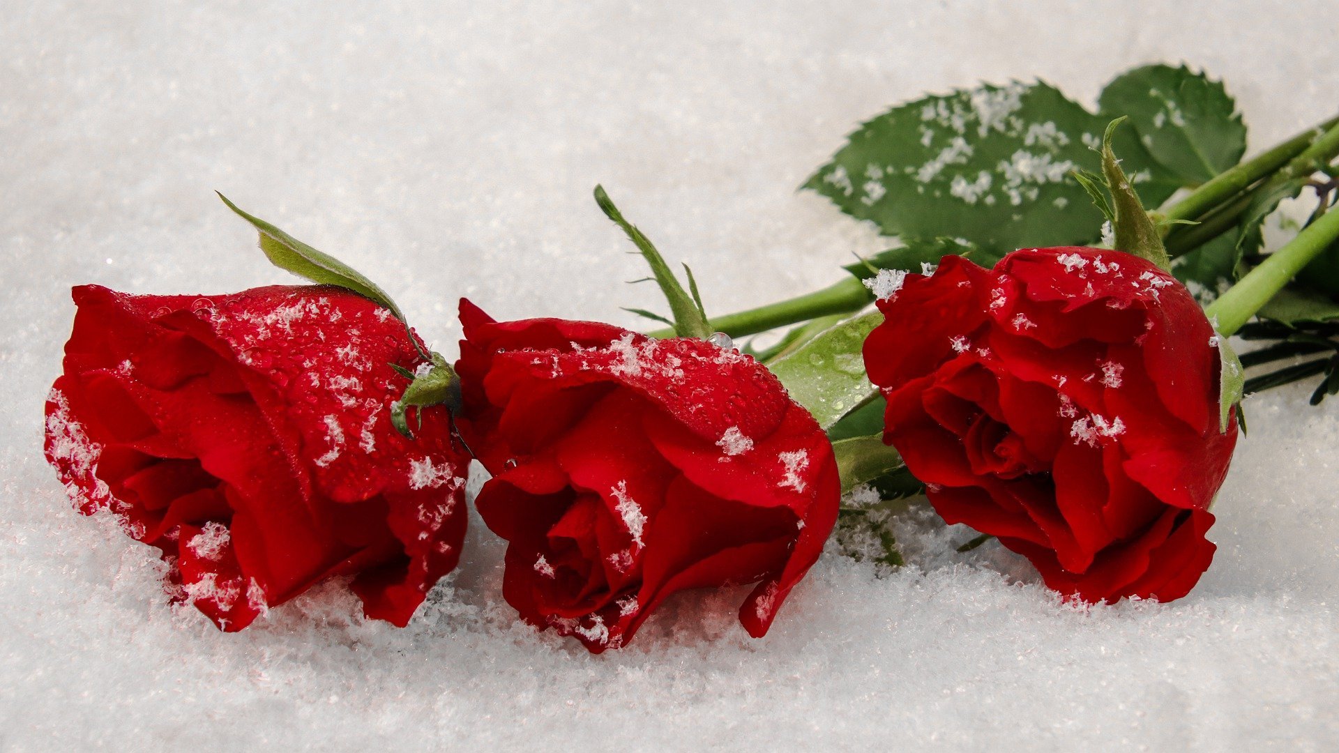 Красивые розы снег. Зимние цветы. Цветы в снегу. Розы на снегу. Красивые зимние цветы.