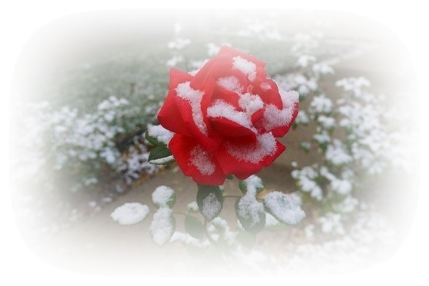 Зимние цветы. Цветы в снегу. Розы на снегу. Зимние цветы прозрачный.