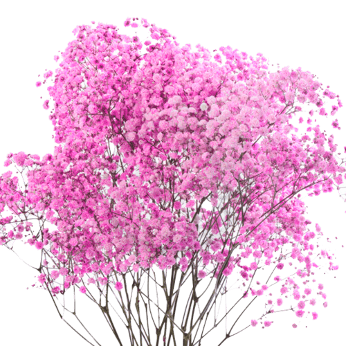 Гипсофила на розовом фоне