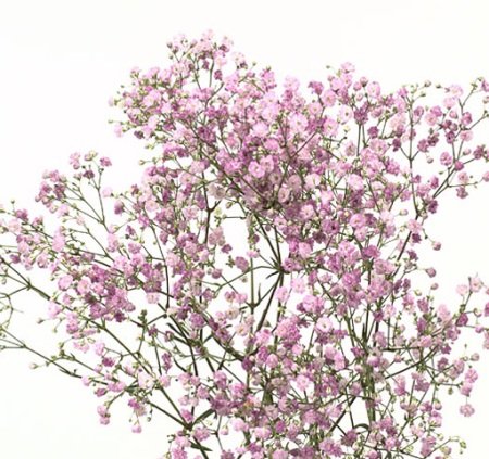 Розовая гипсофила на прозрачном фоне (35 фото)