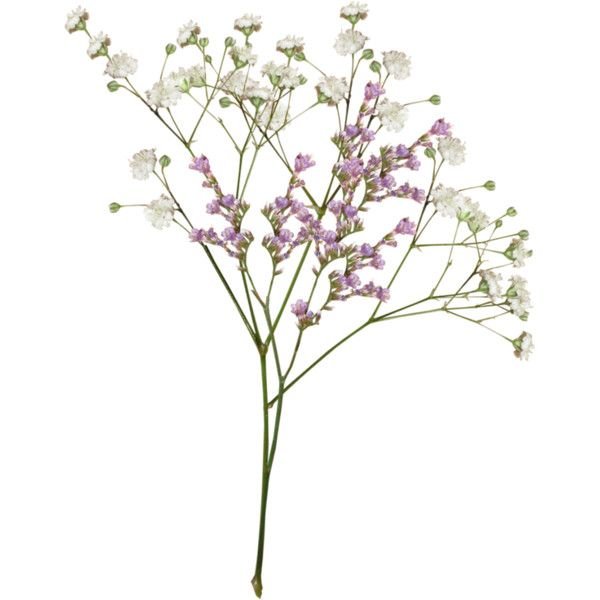 Гипсофила метельчатая веточка