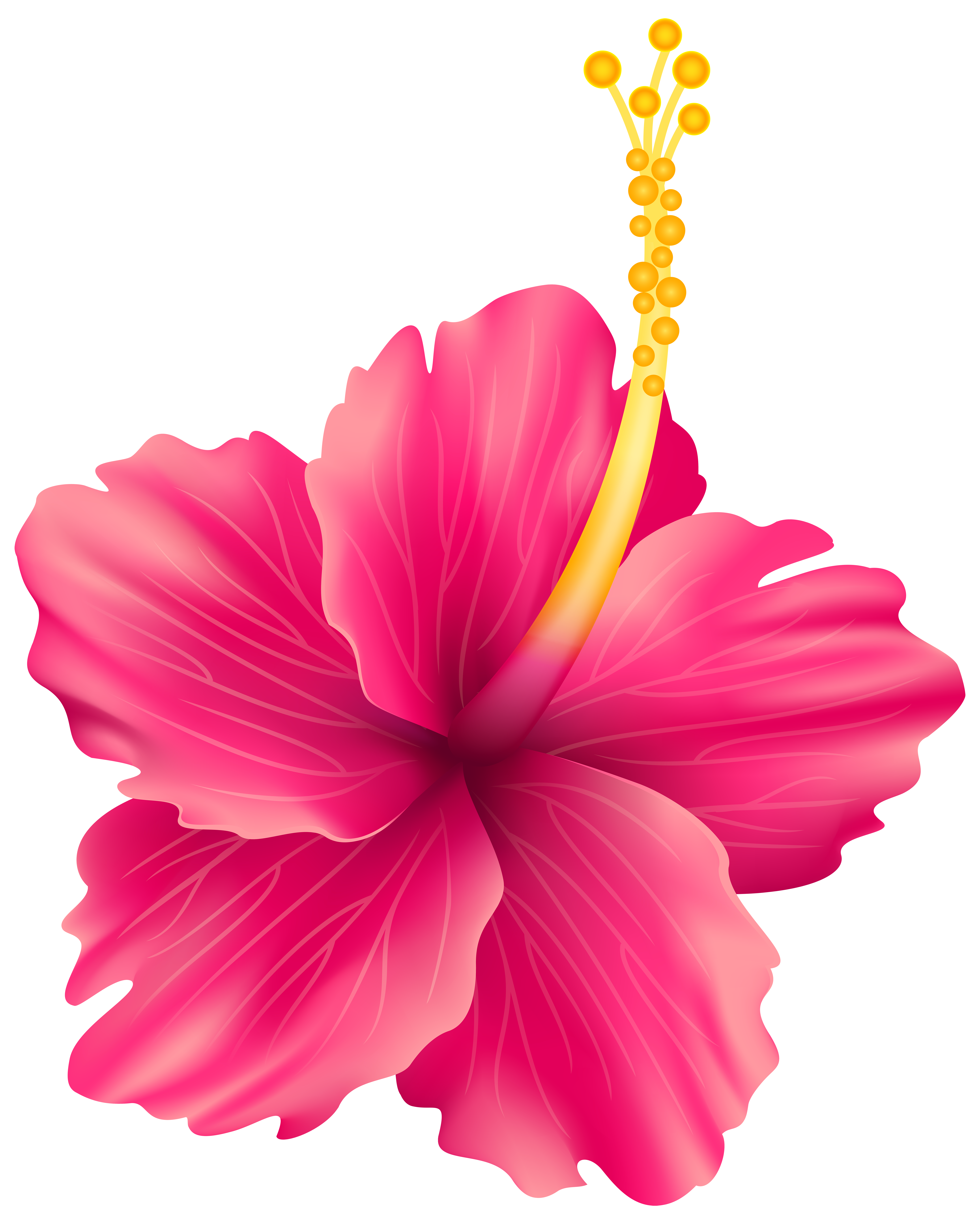 Розовый цветок нарисованный. Гибискус Гавайи вектор. Тропические цветы. Гавайские цветы. Цветочки на прозрачном фоне.