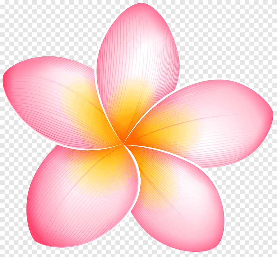 Розовый цветок нарисованный. Плюмерия Франжипани манго. Цветы на прозрачном фоне. Цветочки на прозрачном фоне. Цветы без фона.