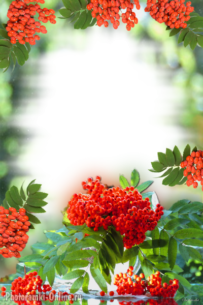 Рябиновая рамка на прозрачном фоне (30 фото)