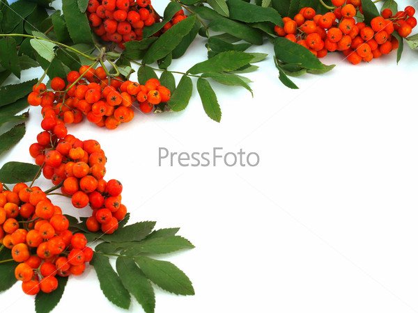 Рамка рябина