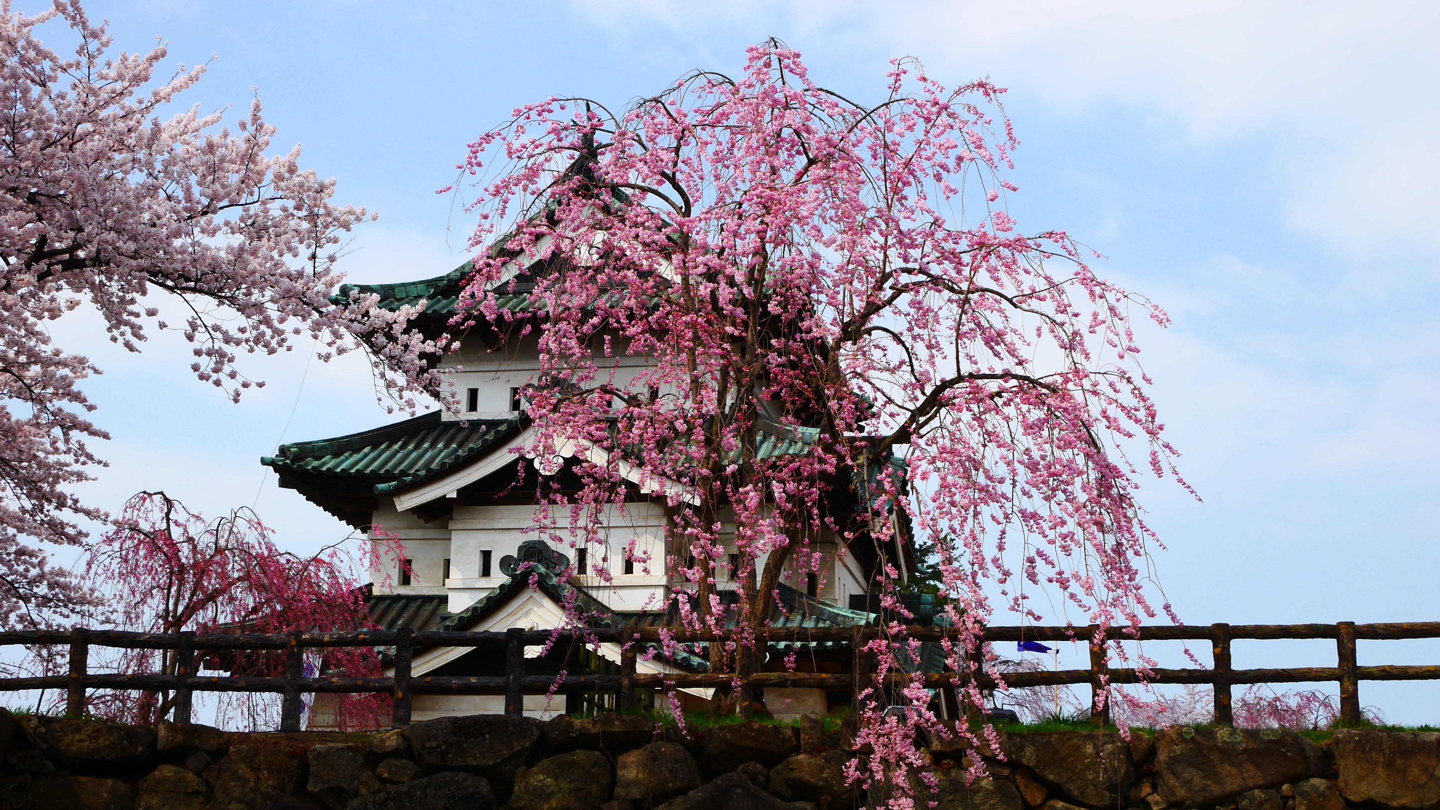 Фудзи Сакура храм. Японский сад Сакура. Сад Сакуры в Японии. Амгинская Сакура.