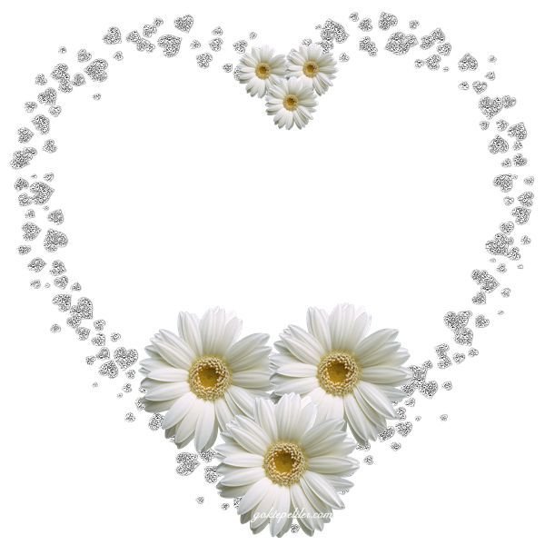 Рамка сердце ромашки