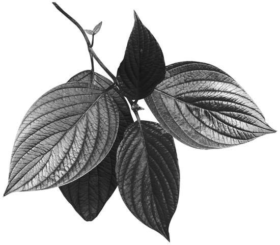 Растровые листья серые