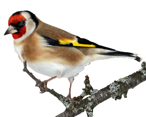 Щегол для детей