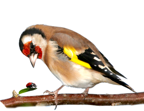 Щегол для дошкольников