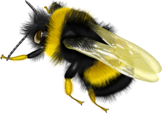 Шмель картинки для детей на прозрачном фоне реальные