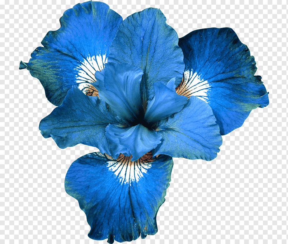 Ирисы цветы синие. Блуе Фловер. Ирис Блю Айрис. Синие цветы. Синие цветы на белом фоне.