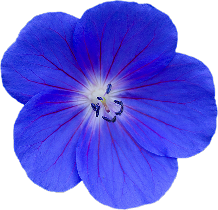 Синие цветочки на белом фоне