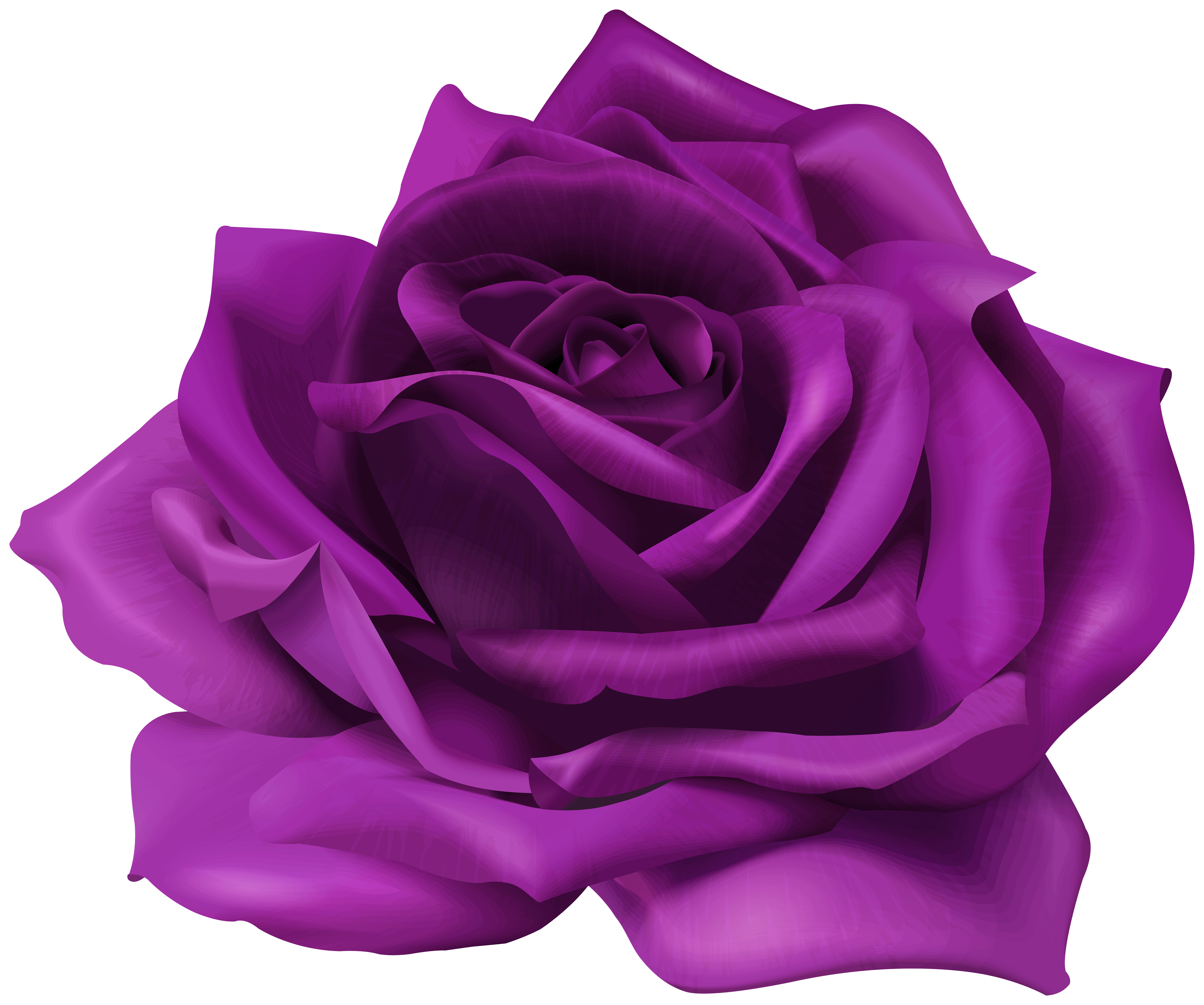 Сиреневый пнг. Фиолетовые розы. Сиреневые розы на белом фоне. Розы на прозрачном фоне.
