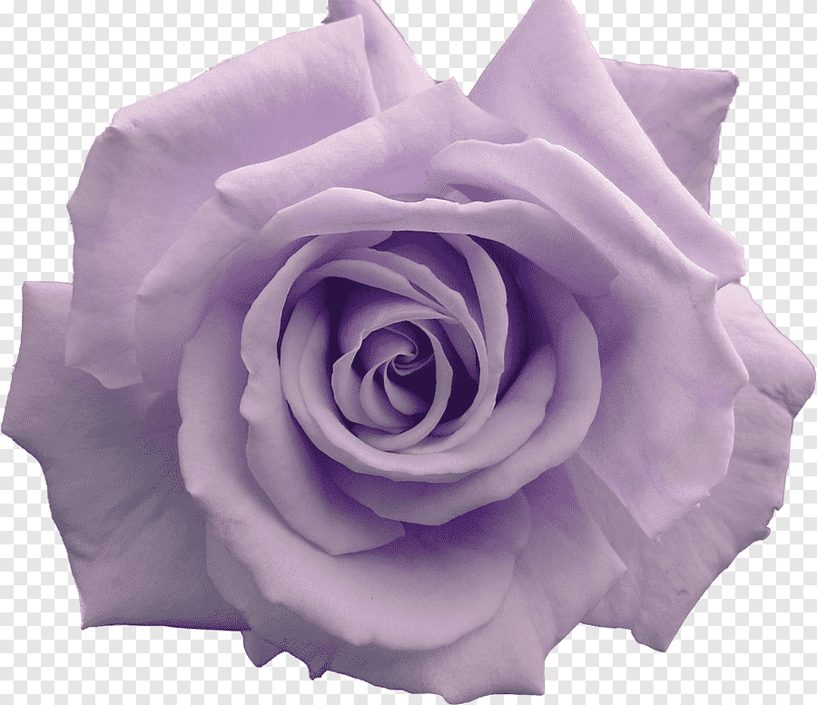 Розы на прозрачном. Цветы для фотошопа. Белые розы фиолетовый